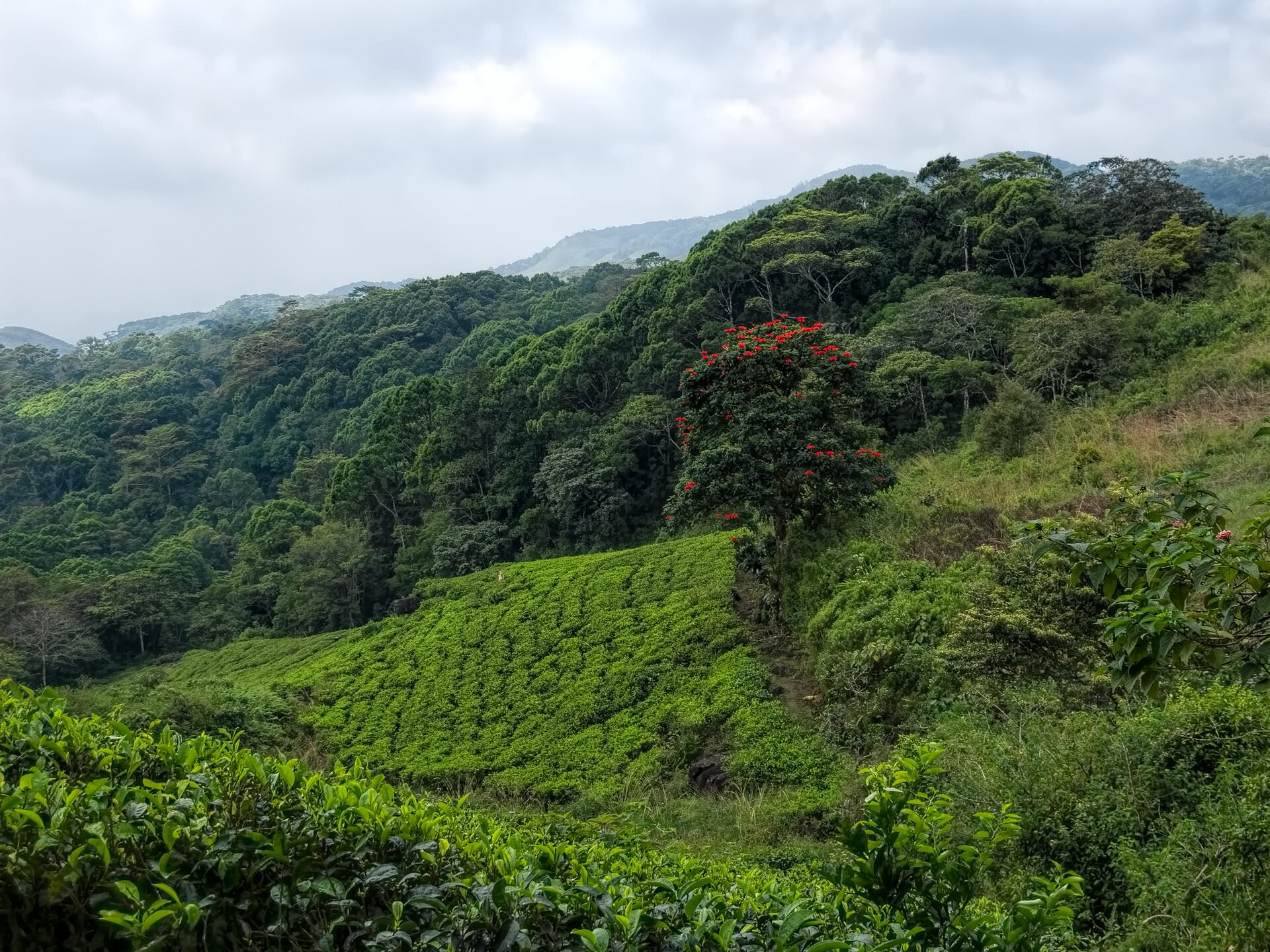 Sinharaja Rainforest