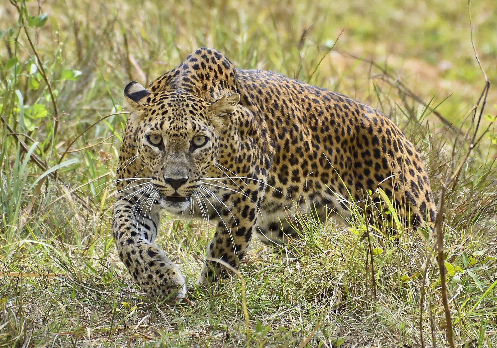Wilpattu National Park